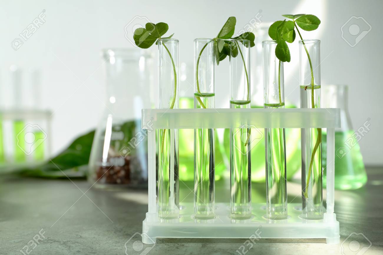 テーブルの上のホルダーの植物と試験管 の写真素材 画像素材 Image テーブルの上のホルダーの植物と試験管 の写真素材 画像素材 Image
