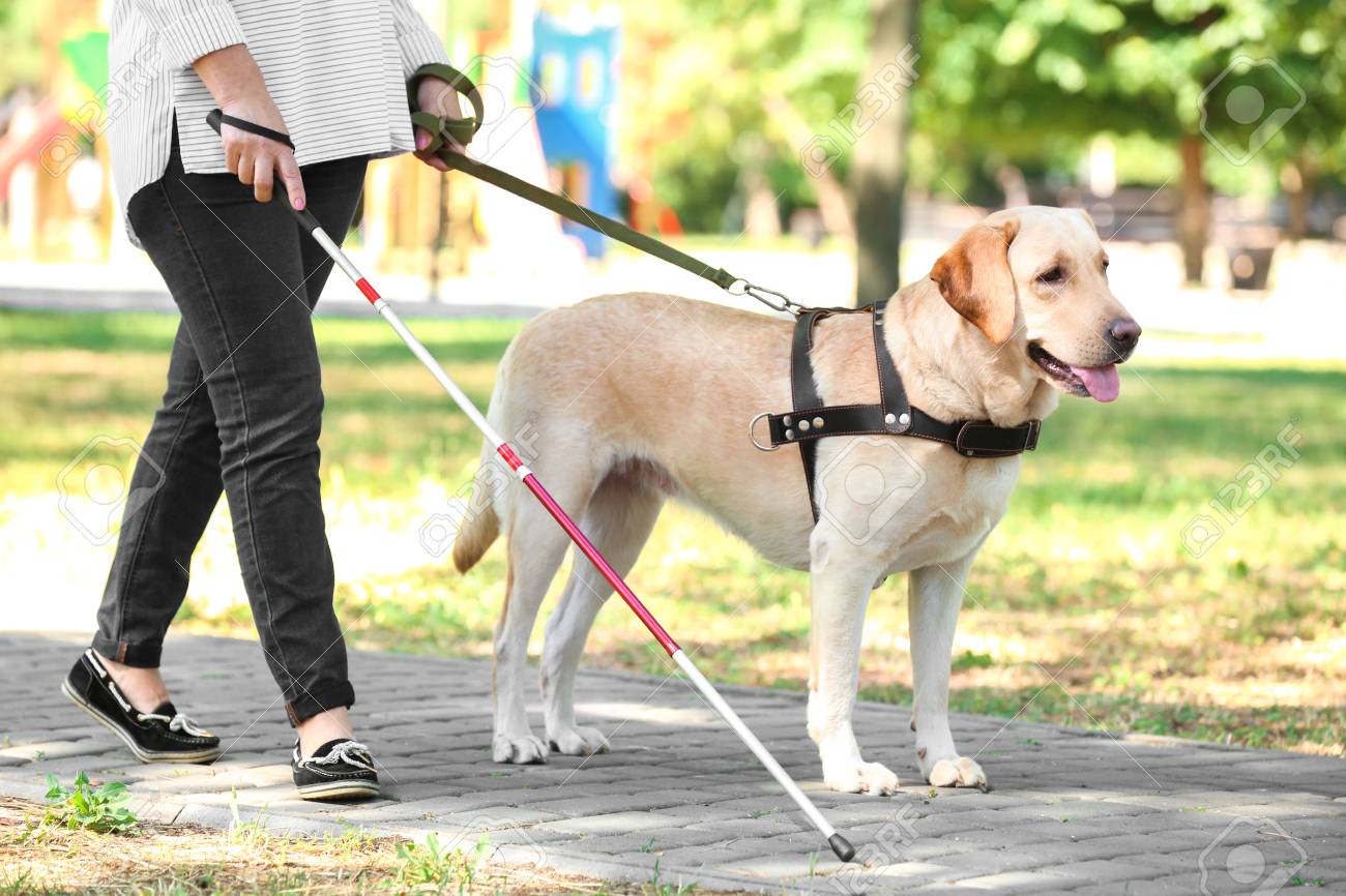 Guide Dog Helping Blind Woman In Park Stock Photo Picture And Royalty Free Image Image 98306051