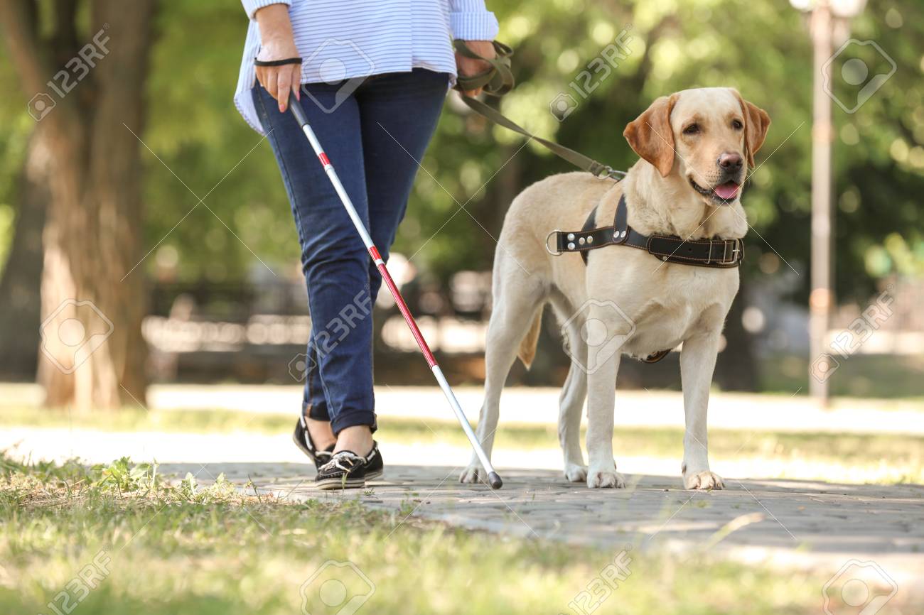 Guide Dog Helping Blind Woman In Park Stock Photo Picture And Royalty Free Image Image 98310718