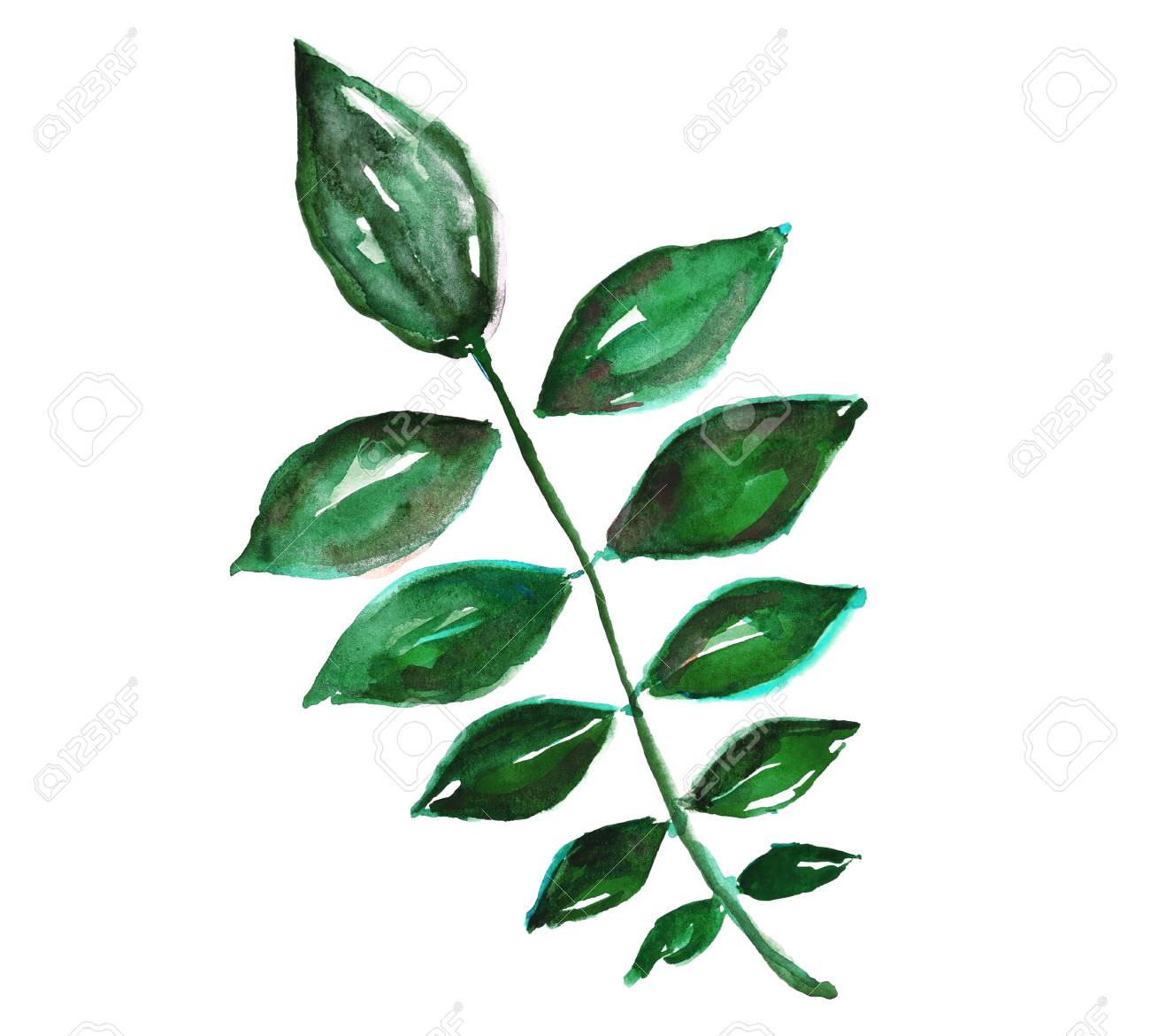 watercolor tropical leaves isolated on white background stock photo