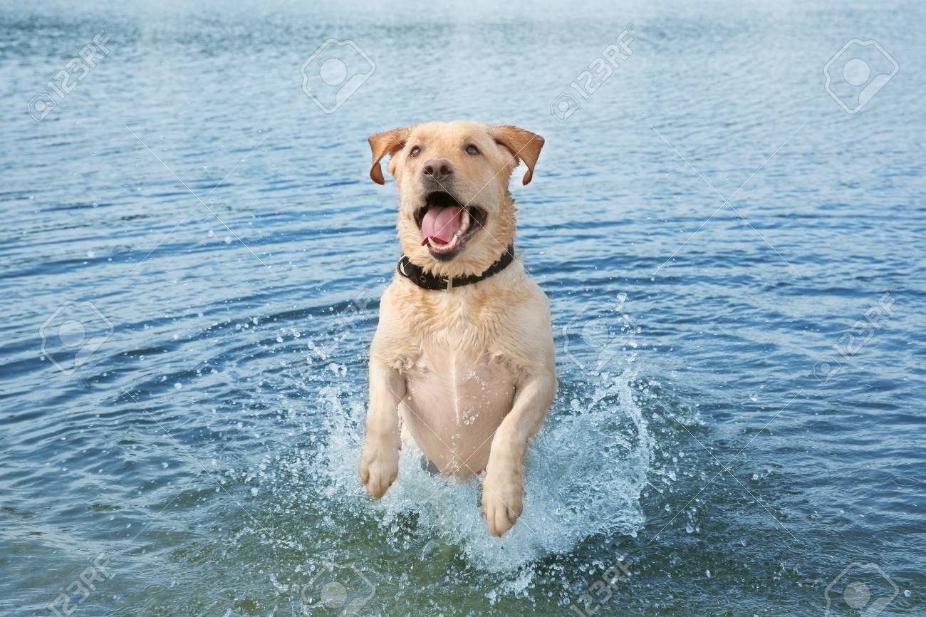 Playful Labrador Retriever In Water Stock Photo Picture And Royalty Free Image Image 98855867