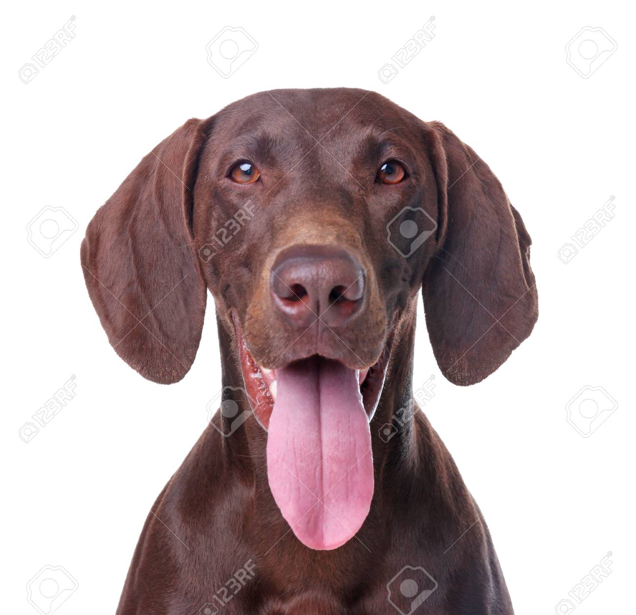 German Shorthaired Pointer Dog On White Background Stock Photo