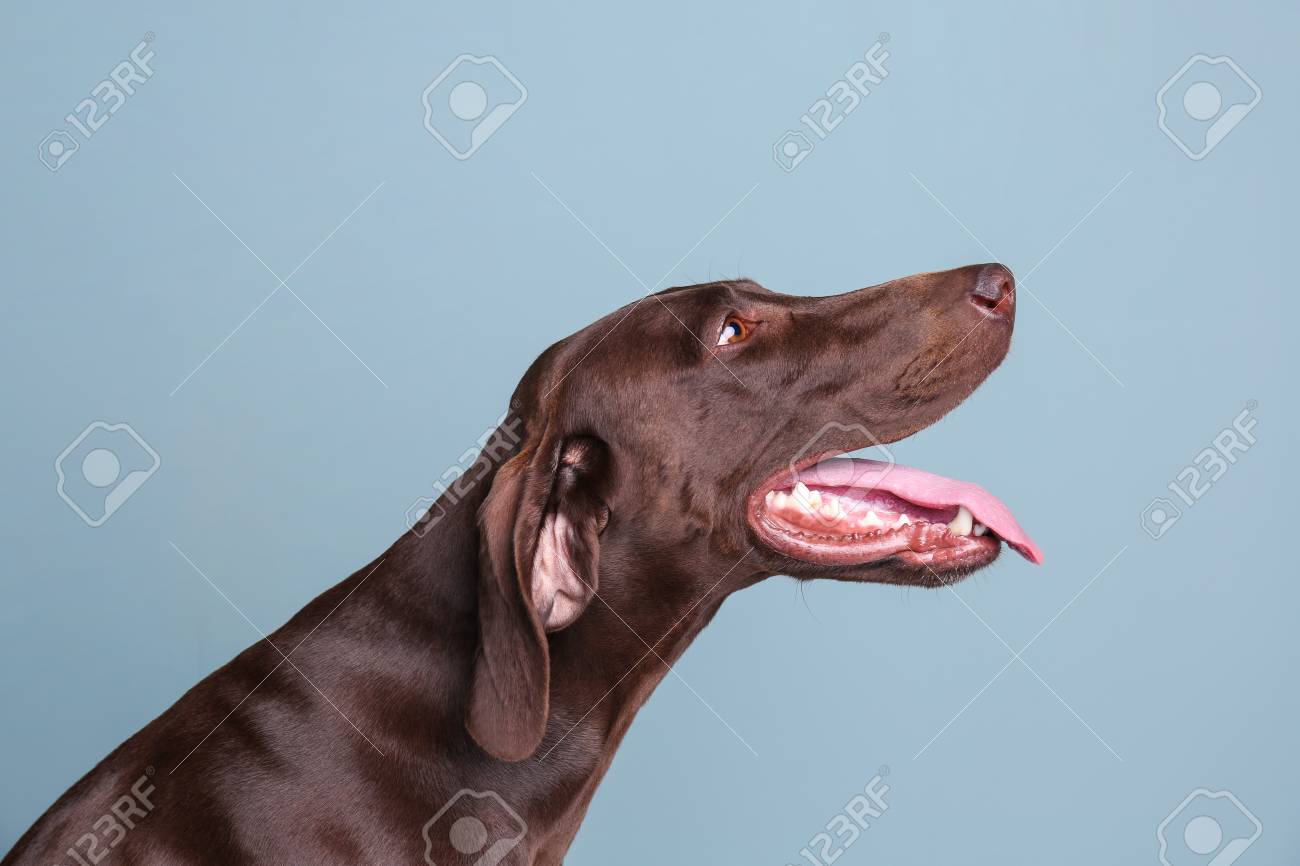 German Shorthaired Pointer Dog On Color Background Stock Photo