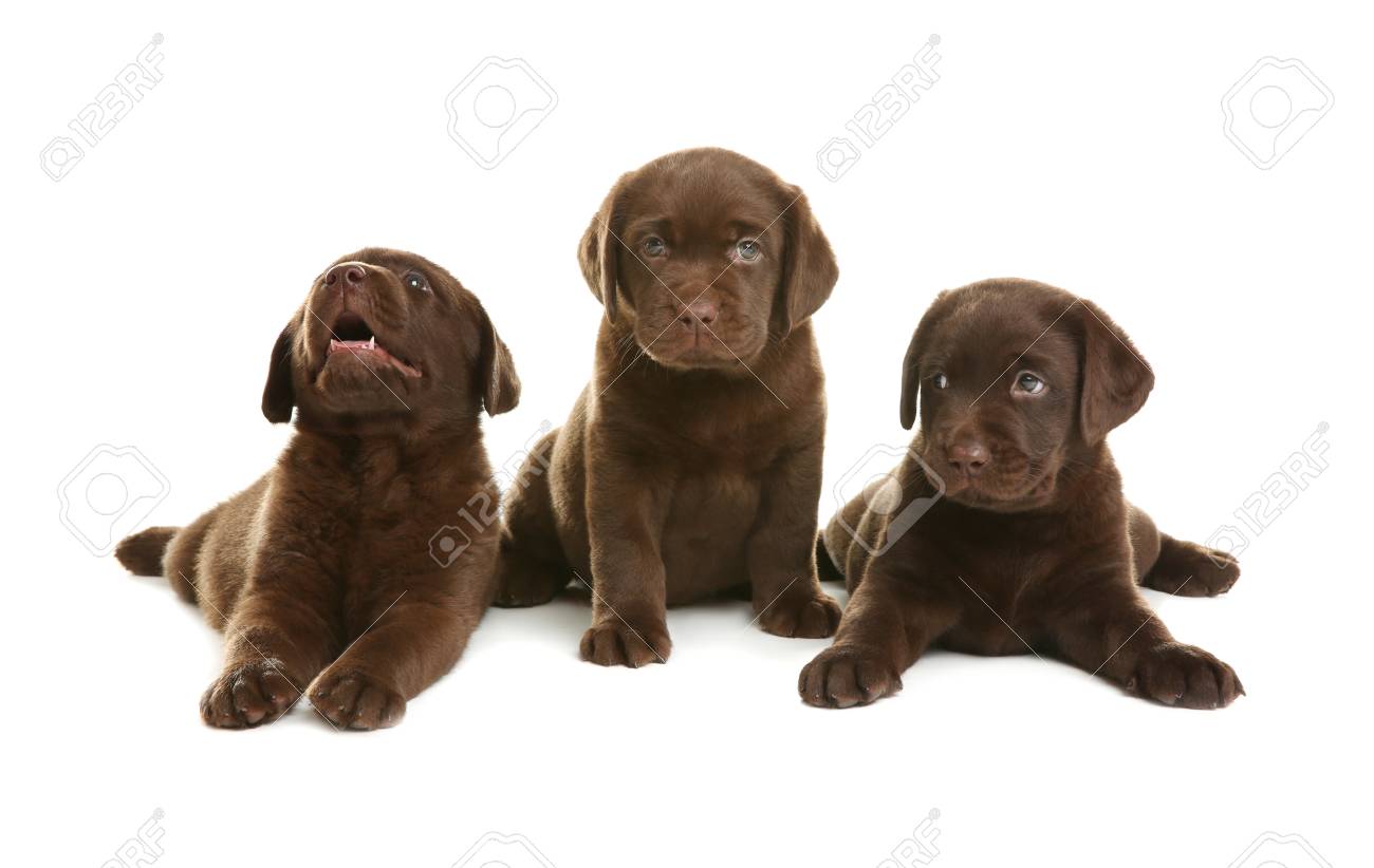 free labrador retriever puppies