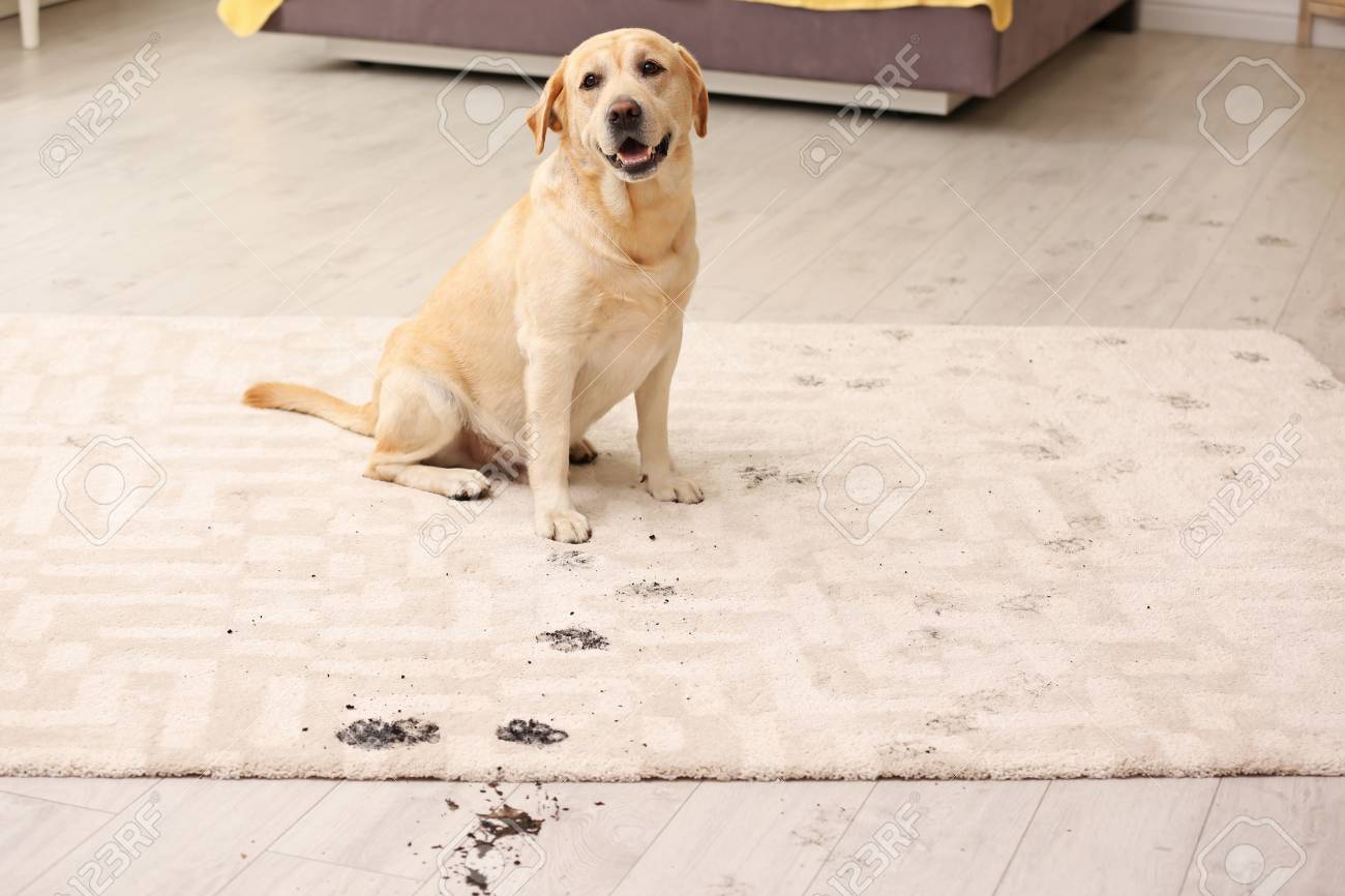 muddy paws mat