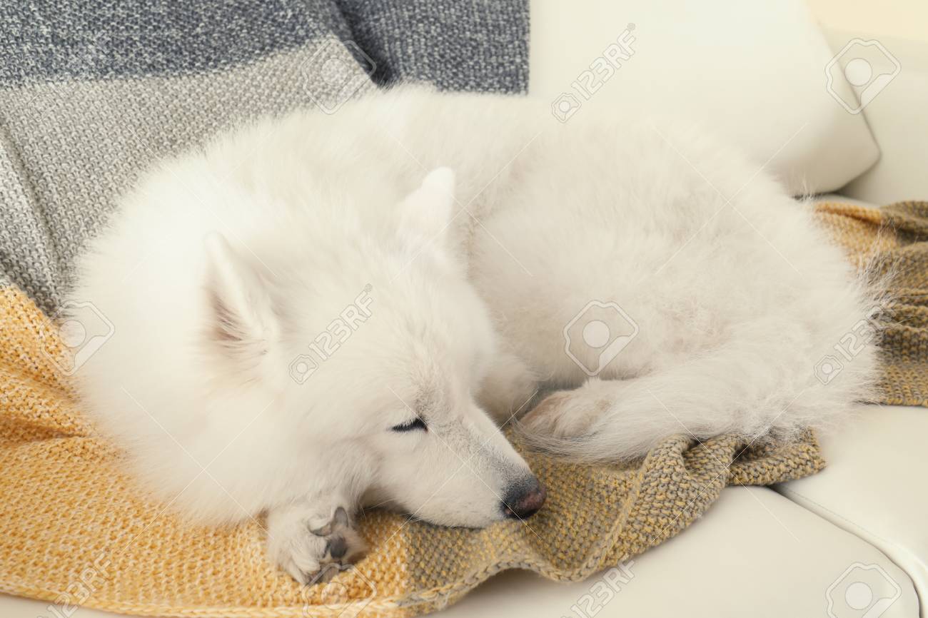 Adorable Samoyed Dog Sleeping On Soft Blanket Stock Photo Picture And Royalty Free Image Image