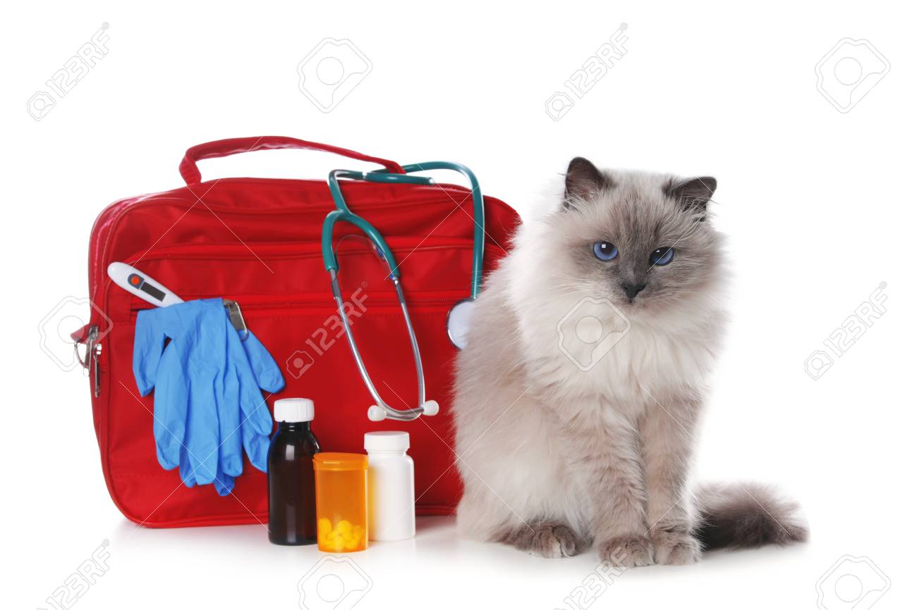 cat first aid kit