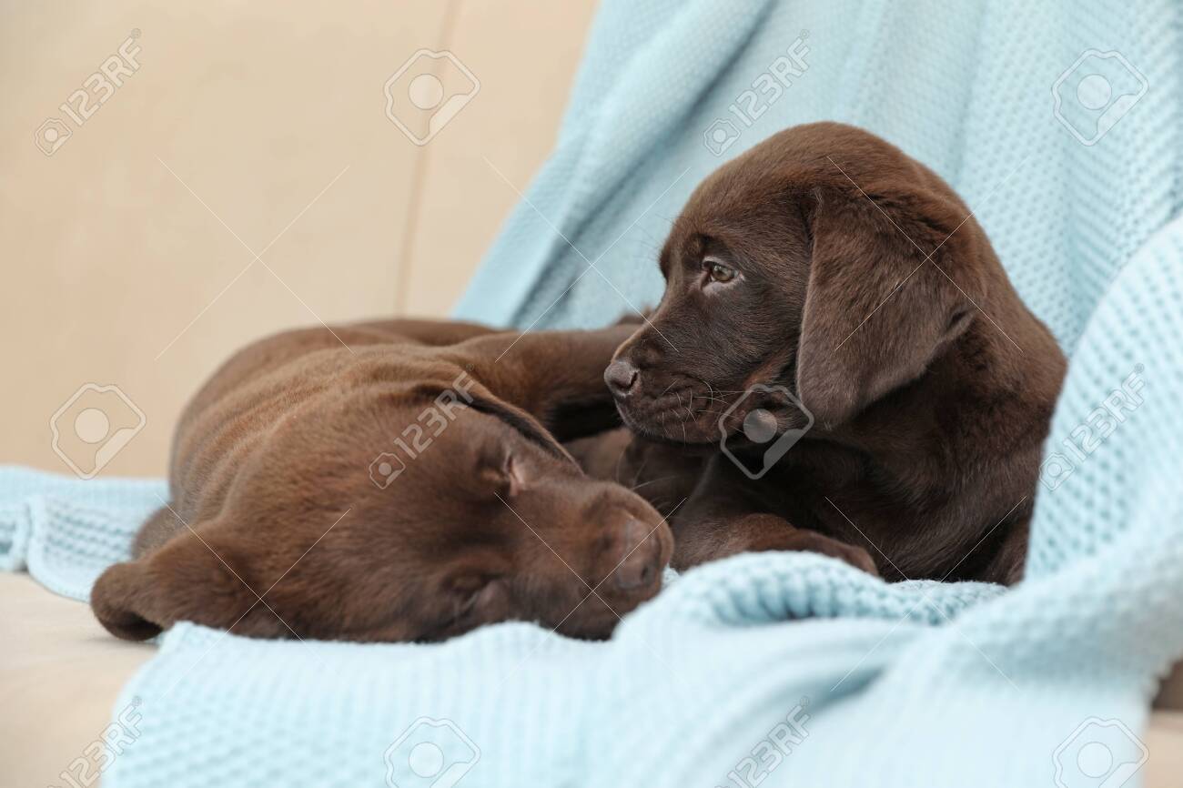 chocolate puppies