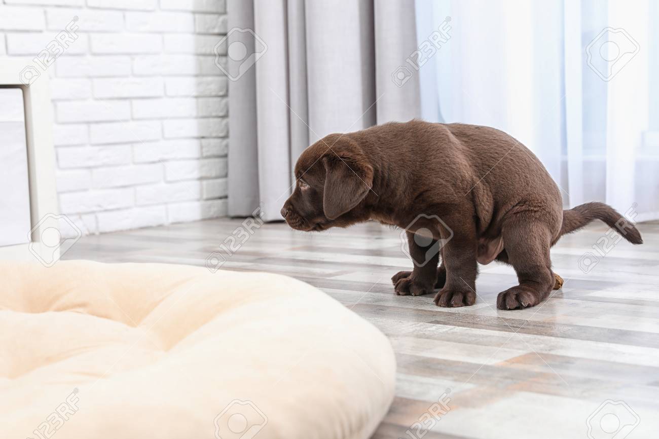 chocolate labrador retriever puppies