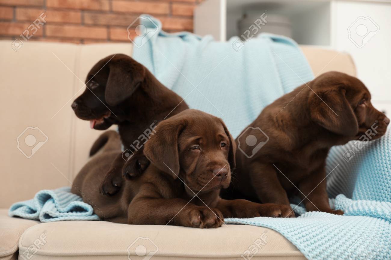 chocolate lab blanket