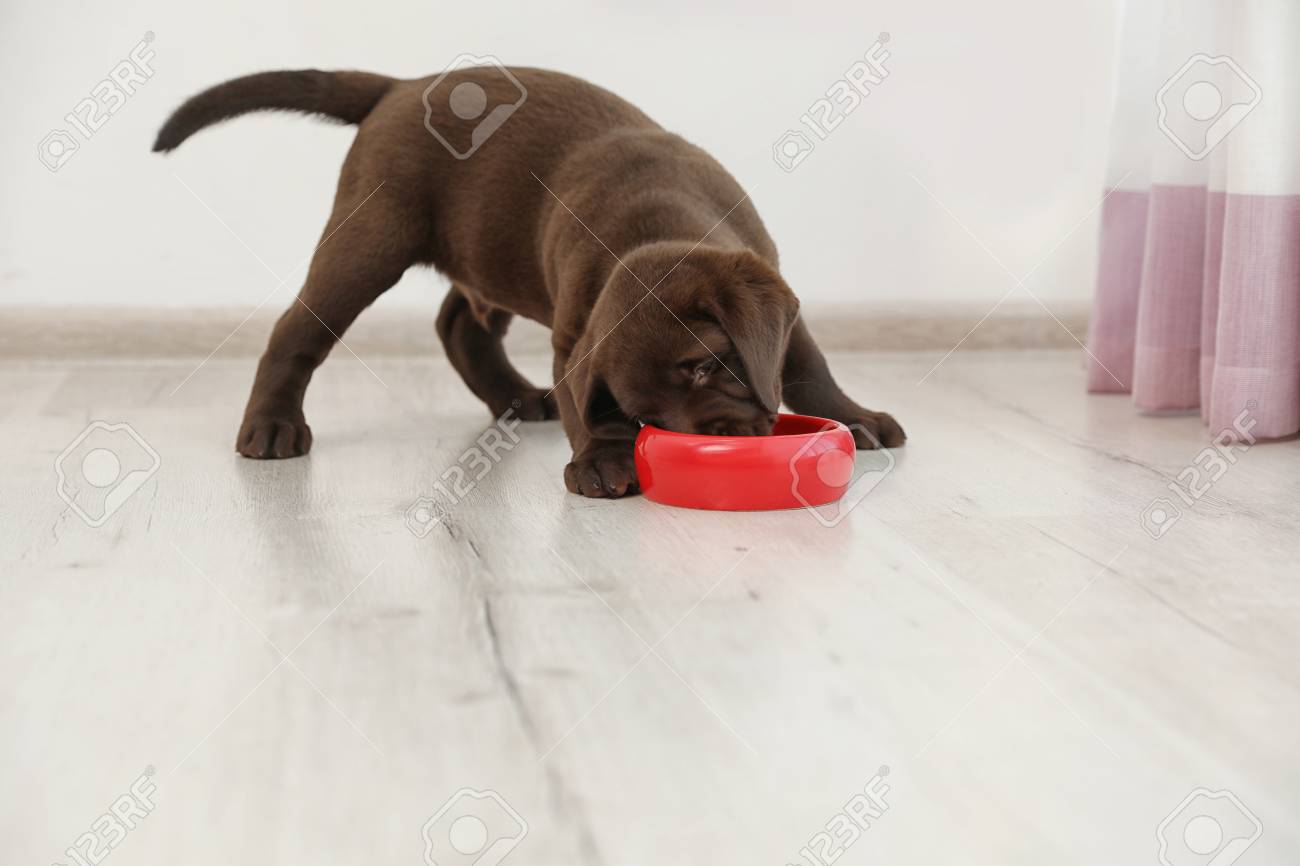labrador retriever puppy food