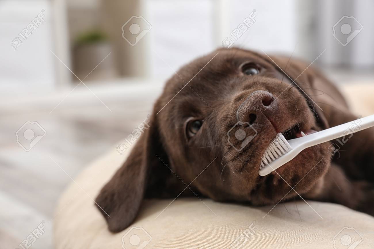 Cute Labrador Retriever with toothbrush indoors. Pet care - 117037473 Cute Labrador Retriever with toothbrush indoors. Pet care - 117037473