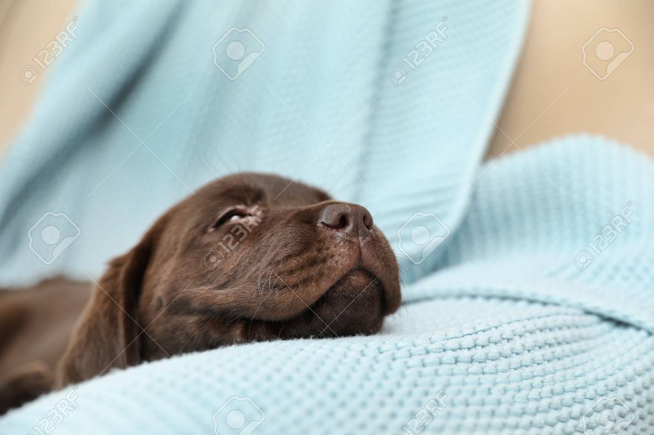 chocolate lab blanket