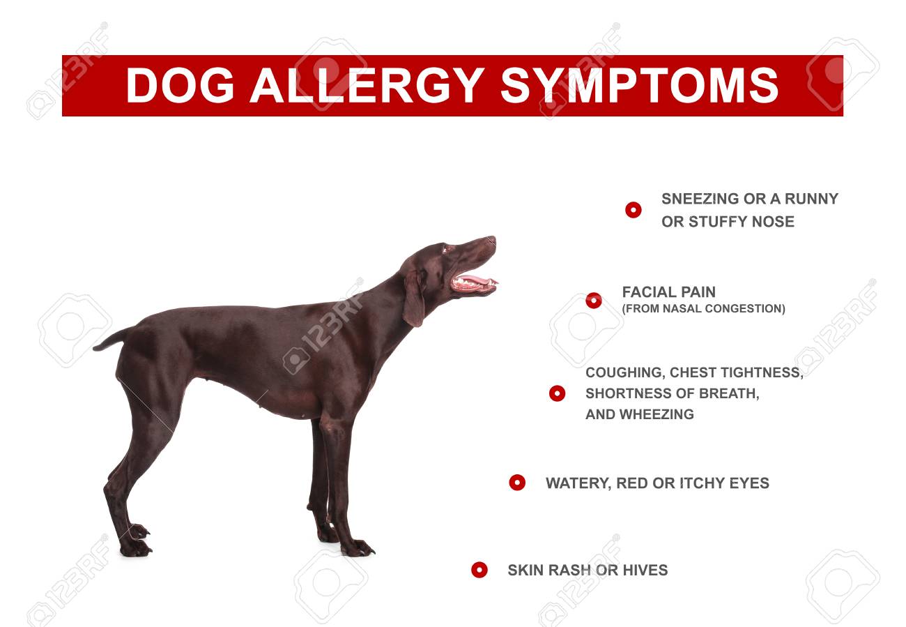 Cute Dog And List Of Allergies Symptoms On White Background Stock Photo Picture And Royalty Free Image Image 119140744