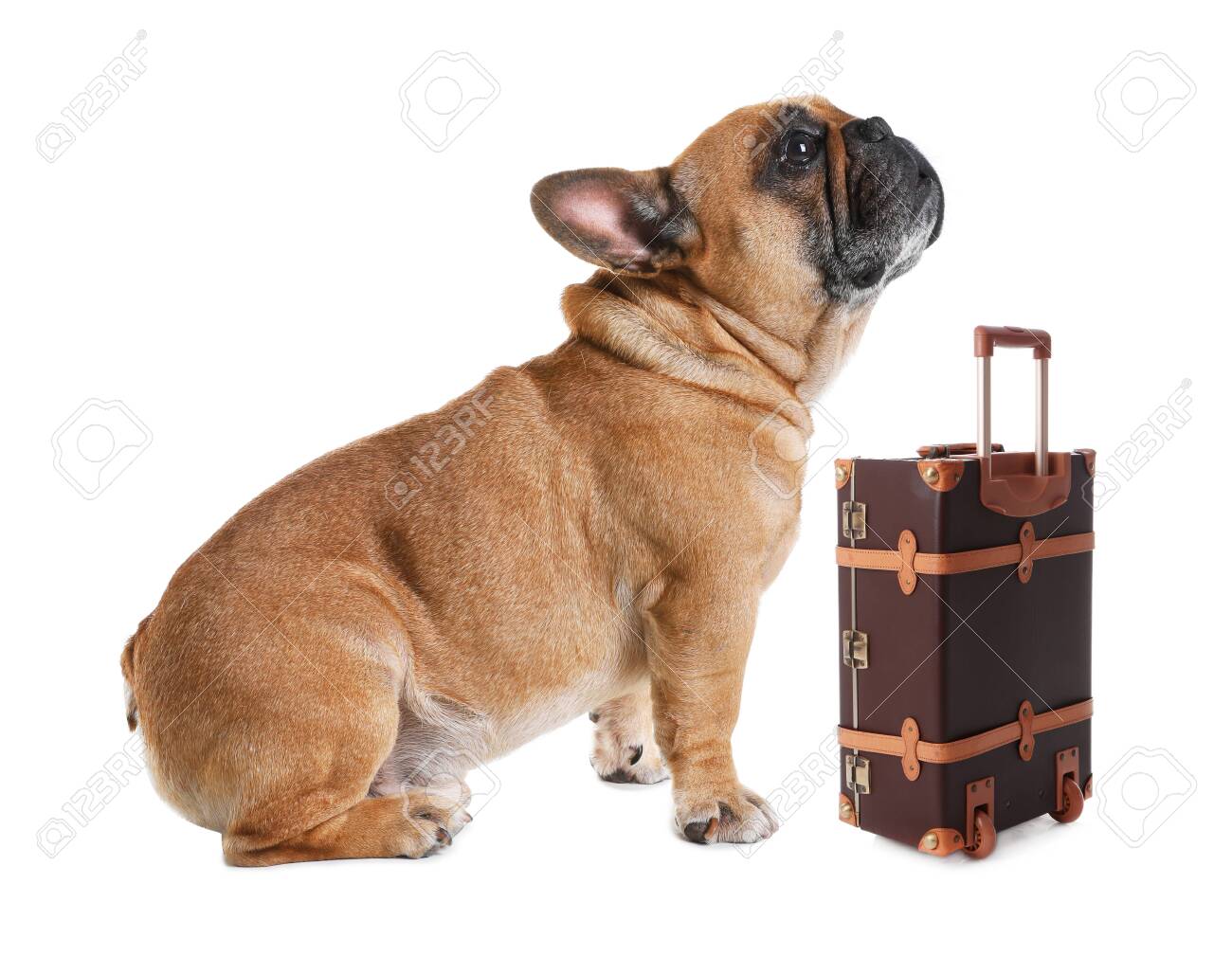 doggy suitcase