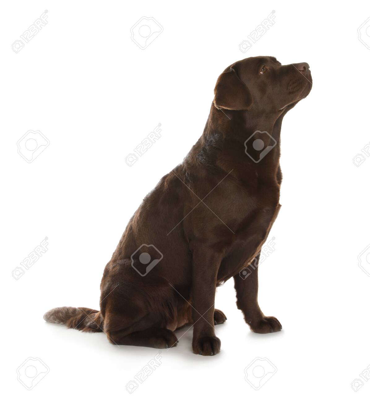 chocolate labrador retriever
