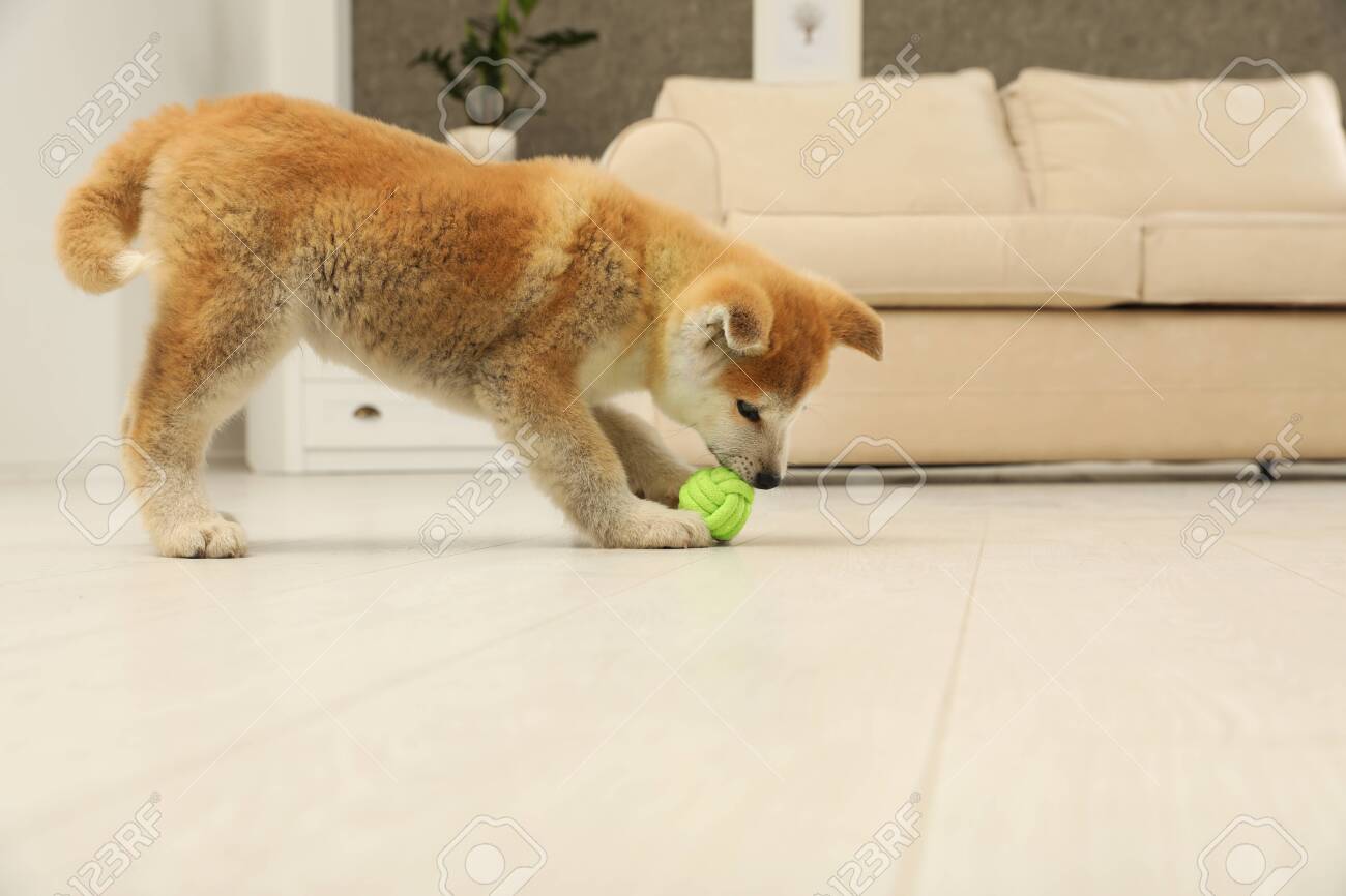 Cute Akita Inu Puppy Playing With Ball In Living Room Stock Photo