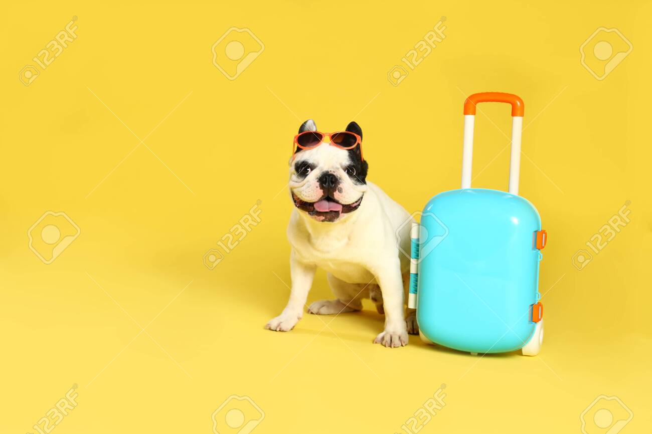 french bulldog suitcase