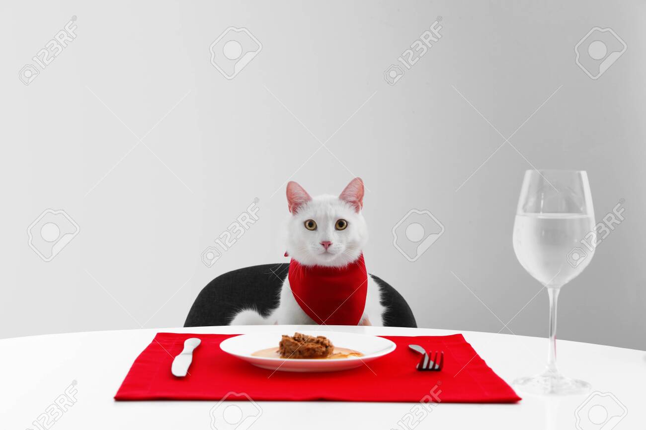 cat on dining table