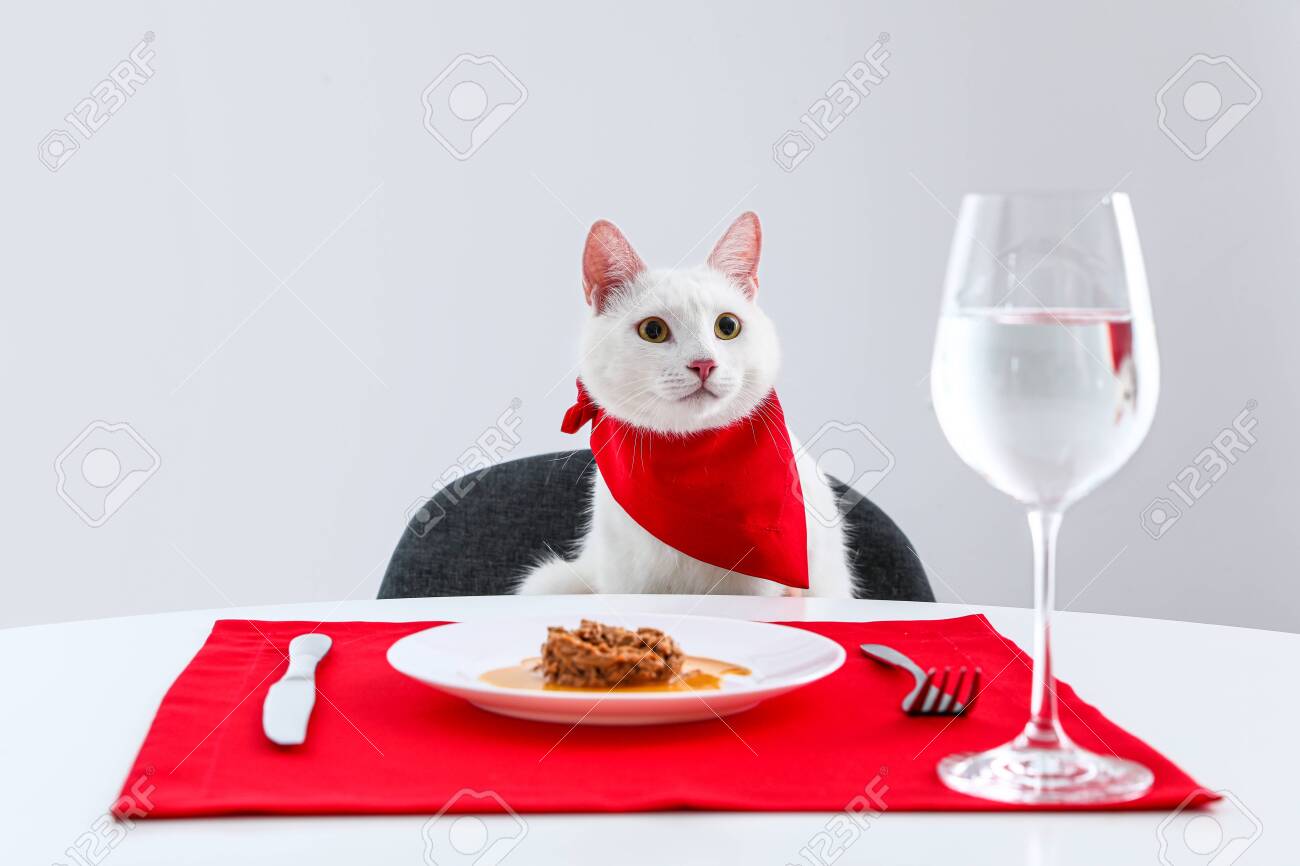 cat eating table