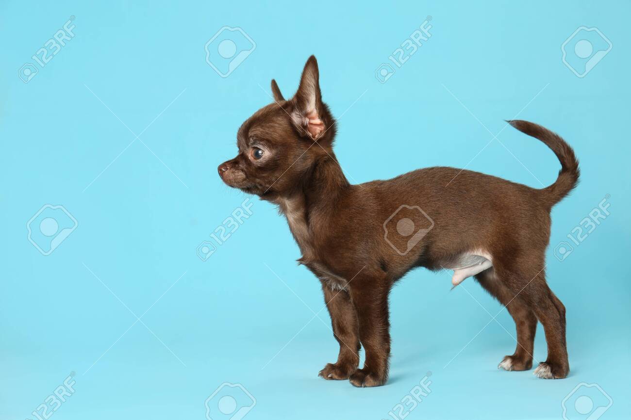 blue chihuahua dog