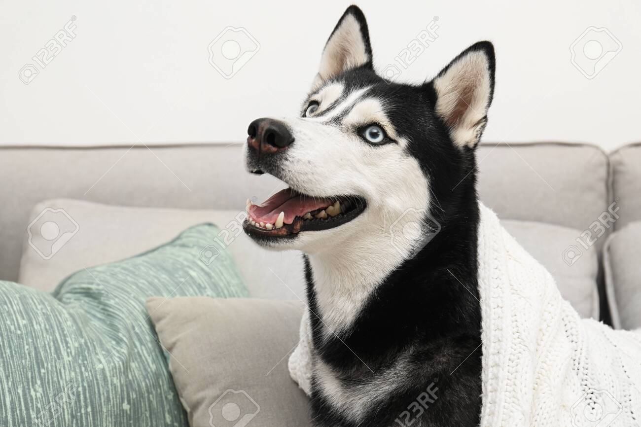 husky sofa