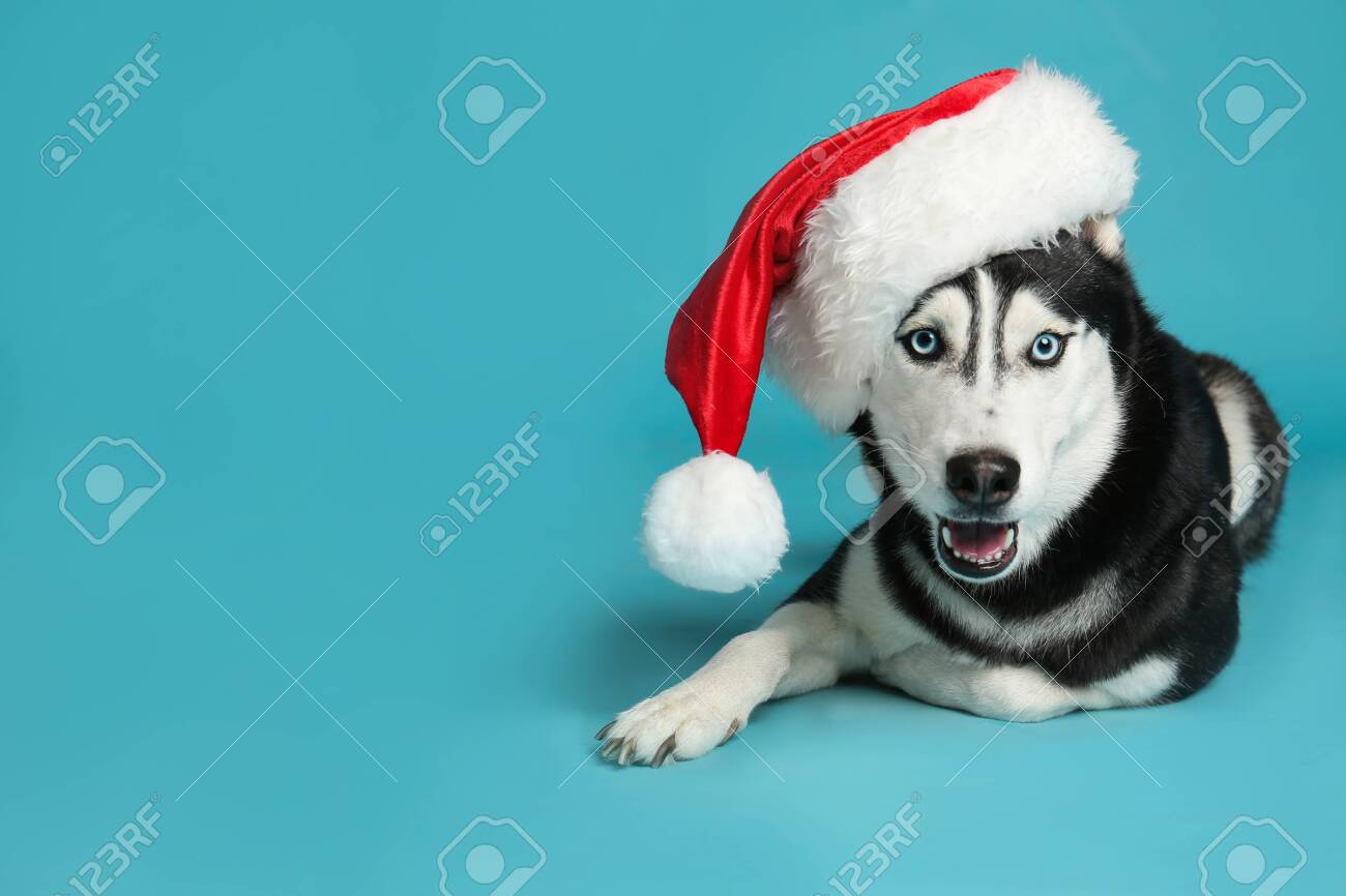 husky dog hat