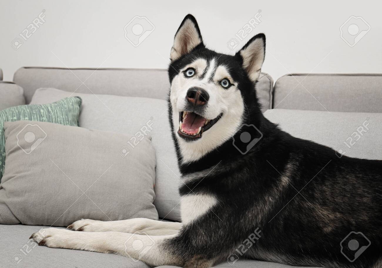 husky sofa