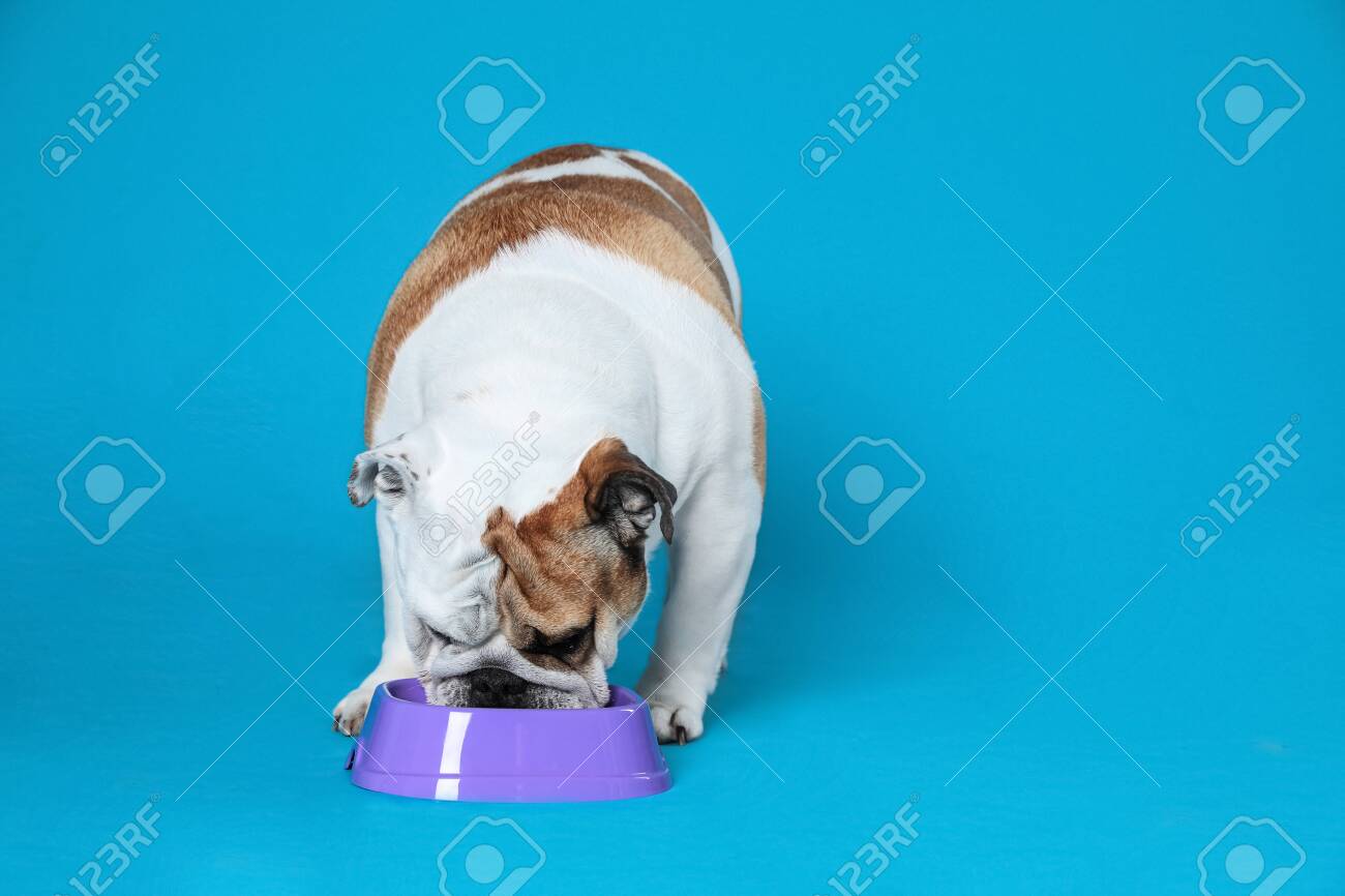 english bulldog feeding bowls