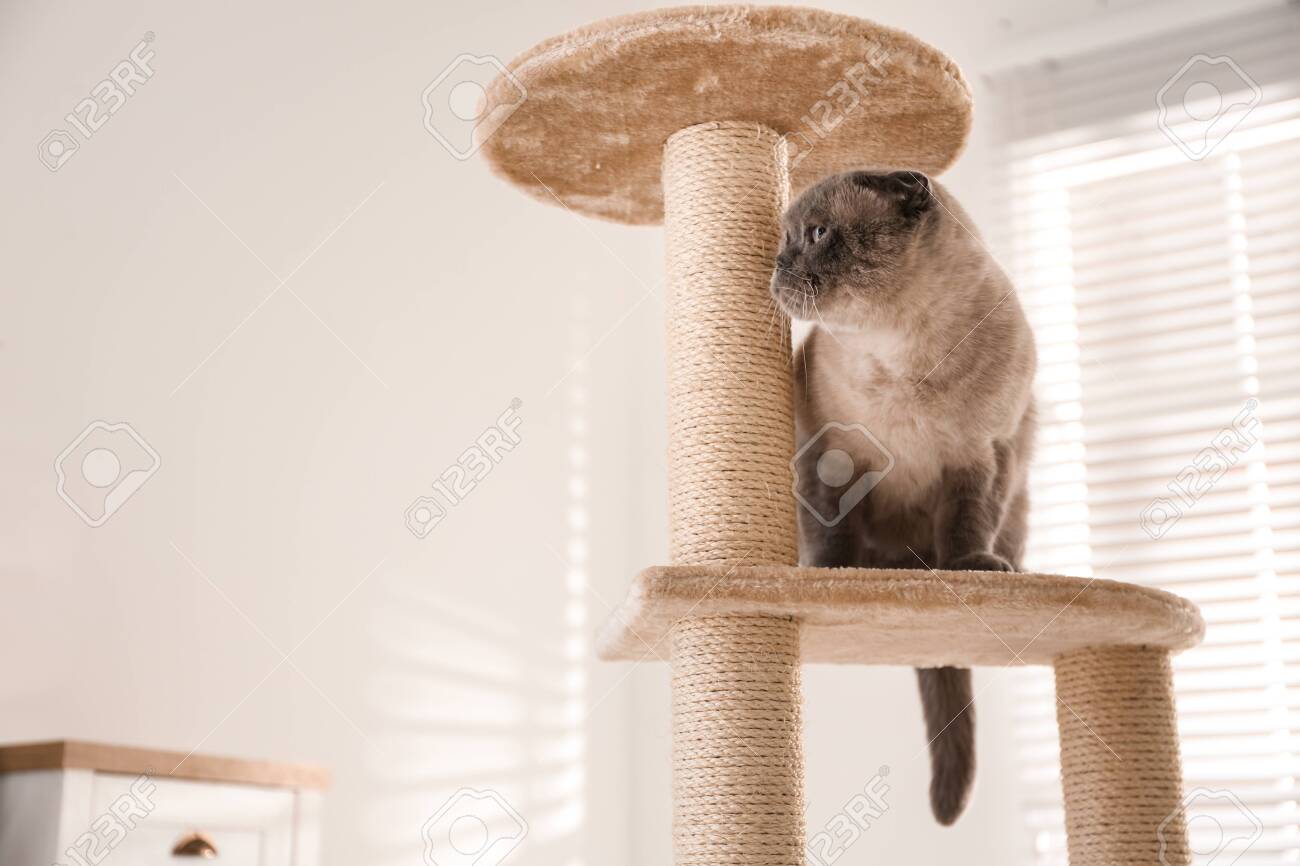 petstock cat tree