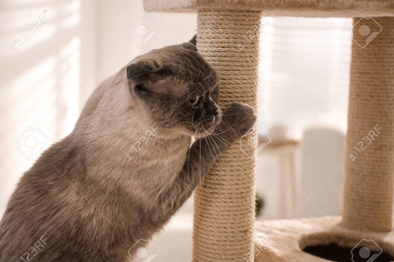 petstock cat tree