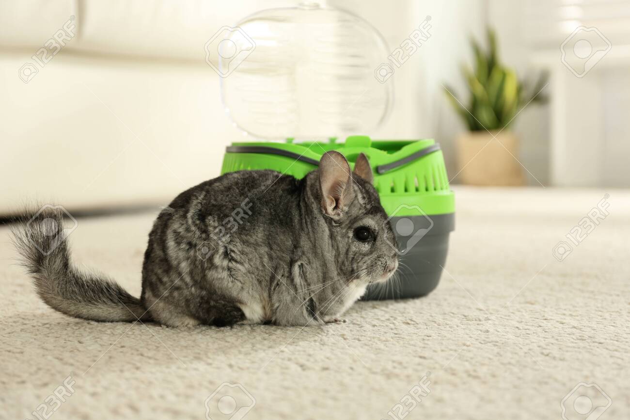 chinchilla carrier