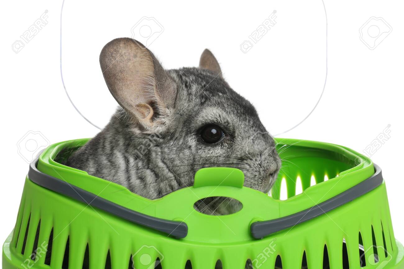 chinchilla carrier
