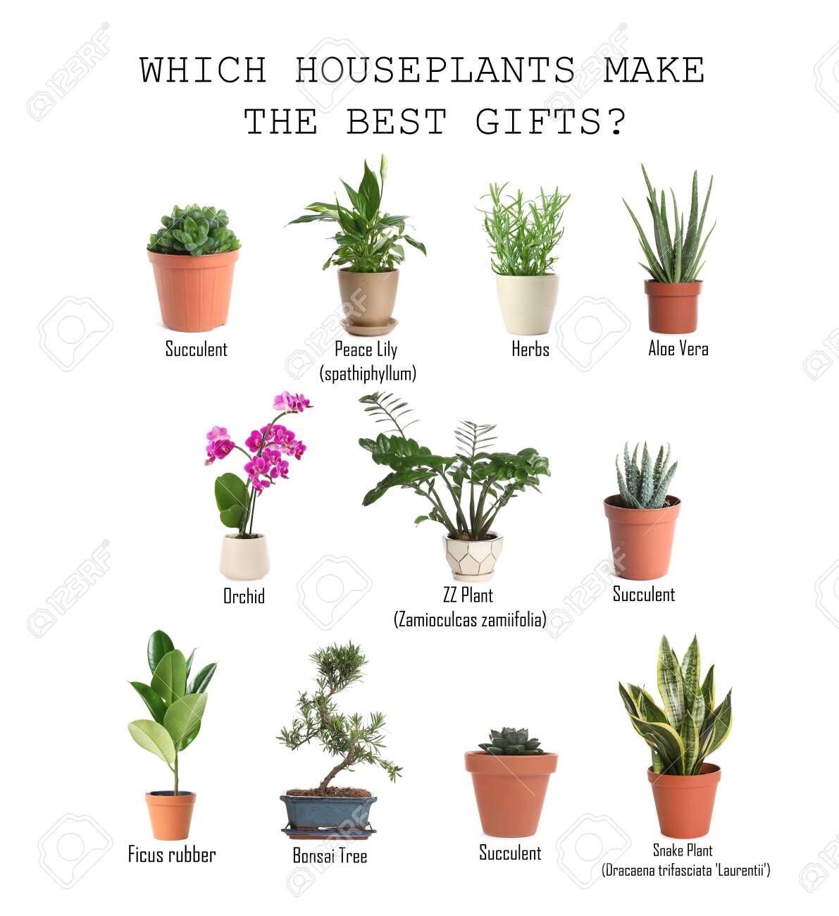 Différentes photos de plantes d'intérieur