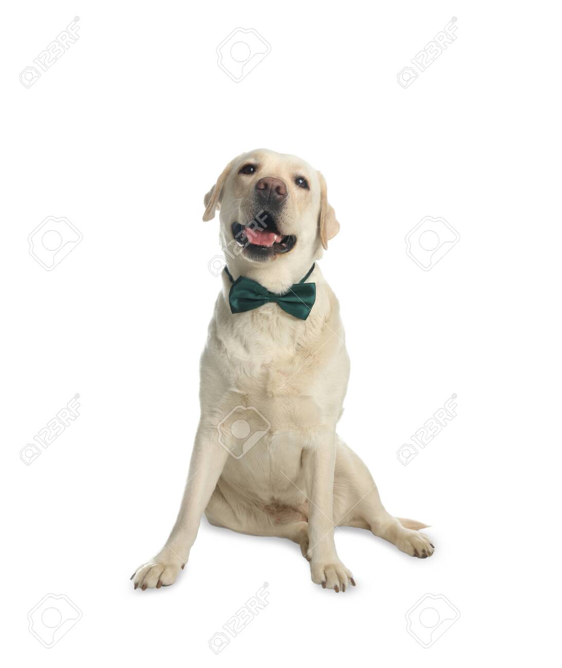 labrador bow tie