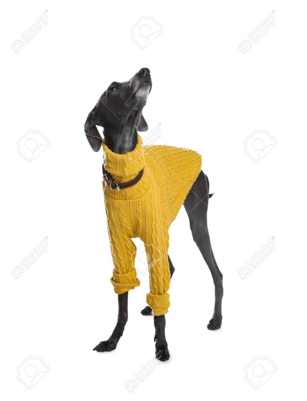 italian greyhound with sweater