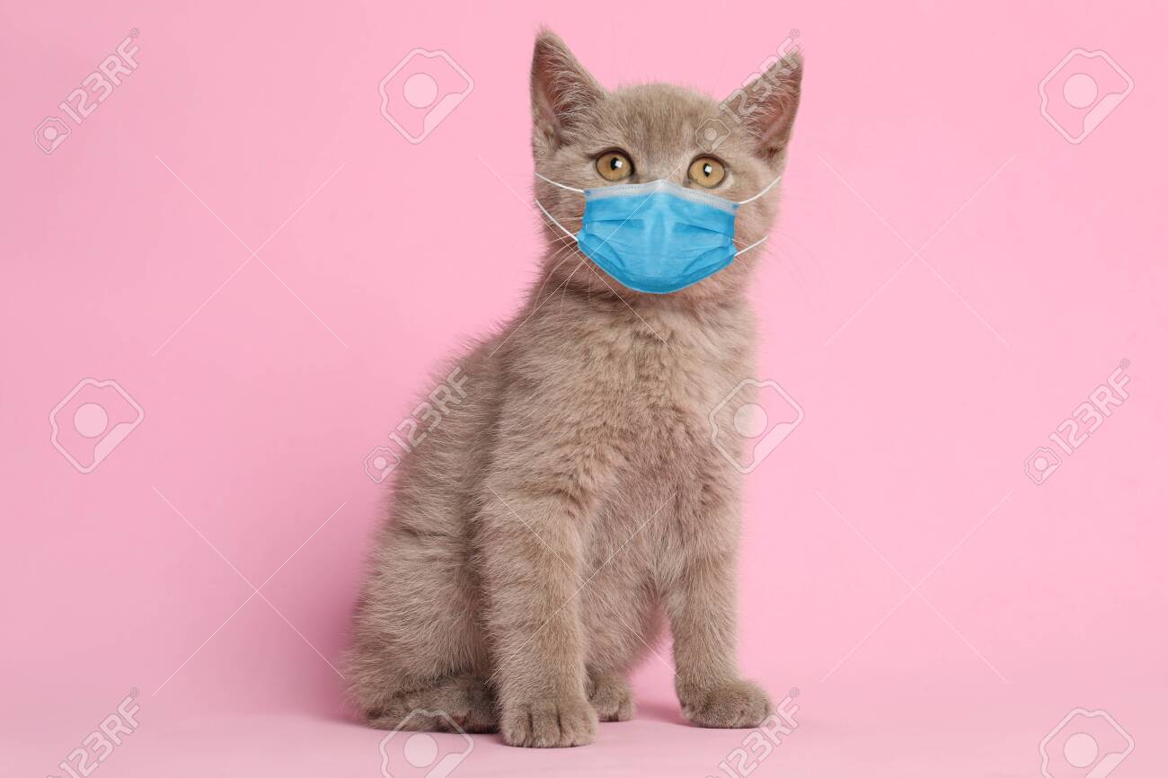Scottish straight baby cat in medical mask on pink background. Virus protection for animal - 153383243 Scottish straight baby cat in medical mask on pink background. Virus protection for animal - 153383243
