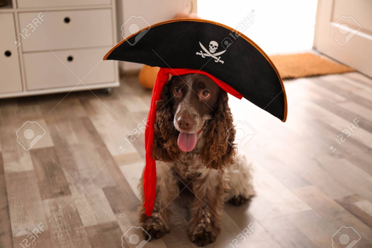 cocker spaniel costume