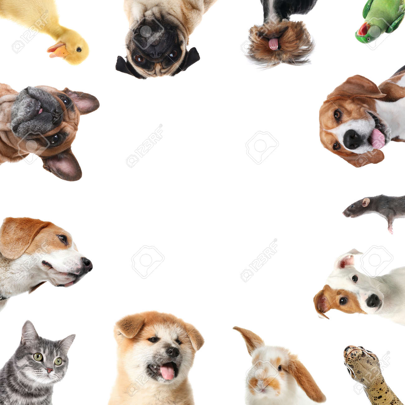 Cute different animals on white background, collage - 167715551 Cute different animals on white background, collage - 167715551