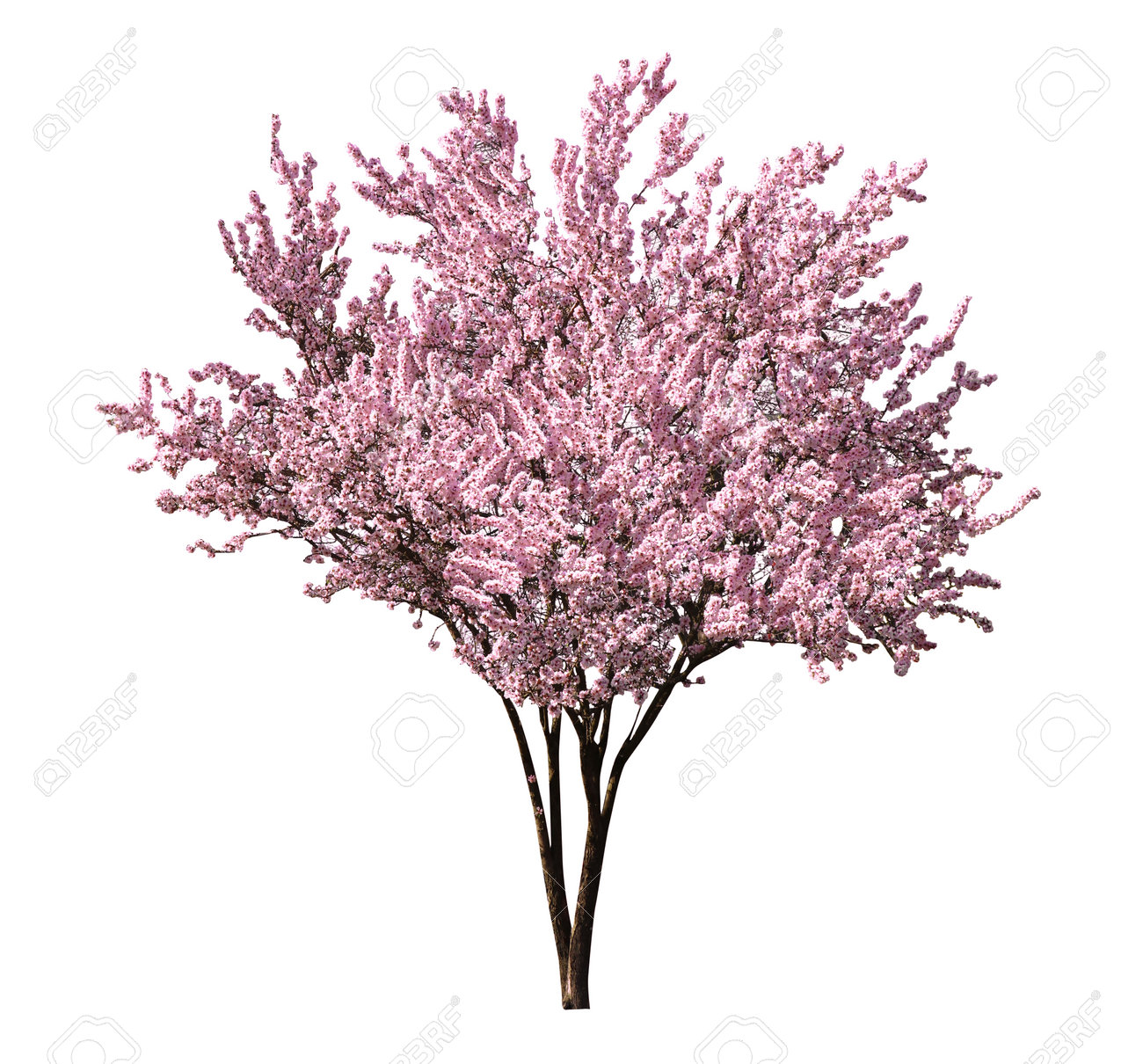 Beautiful blossoming sakura tree on white background - 169084389 Beautiful blossoming sakura tree on white background - 169084389