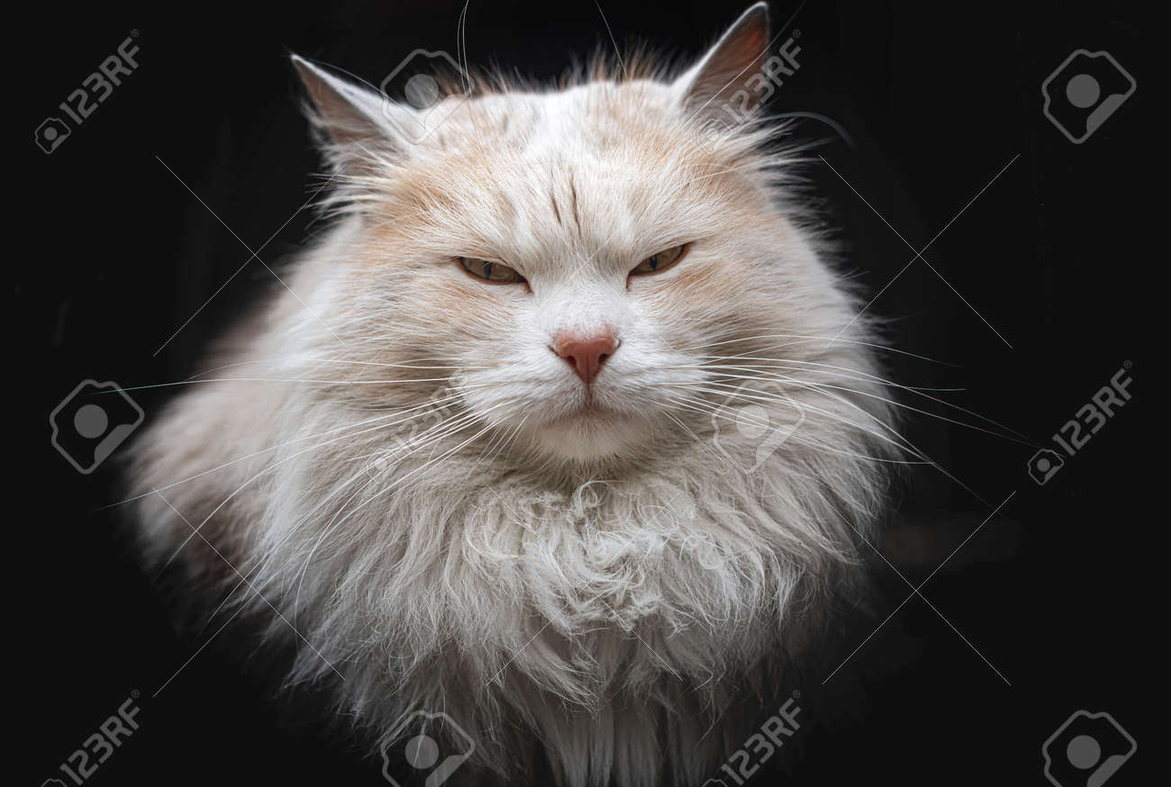 etiam-dictum-ipsum-a-felis