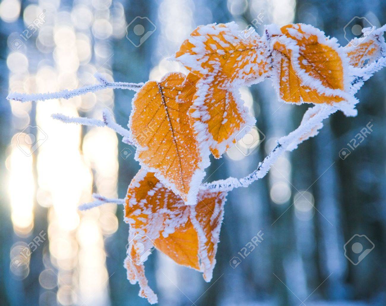 colorful leaves of the tree covered with snow - 11211555 colorful leaves of the tree covered with snow - 11211555