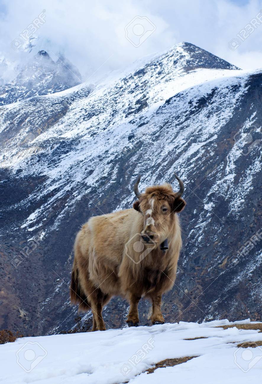 サガルマータ国立公園 ヒマラヤ ネパールの山中にヤクします の写真素材 画像素材 Image サガルマータ国立公園 ヒマラヤ ネパールの山中にヤクします の写真素材 画像素材 Image