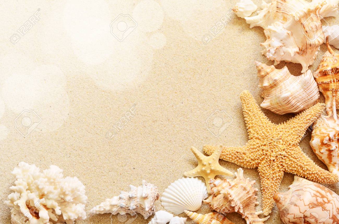 Seashore Seashells