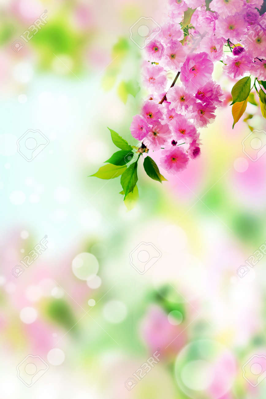 Cherry Blossoms Over Blurred Nature Background. Spring Flowers. Spring  Background With Bokeh. Stock Photo, Picture and Royalty Free Image. Image  160079020., image size:868x1300