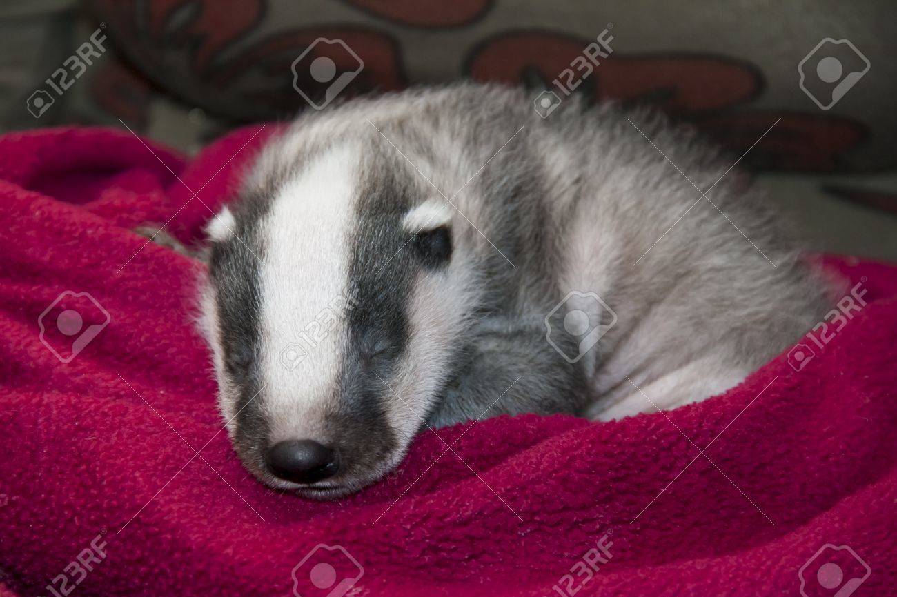 孤立したアナグマ メレス メレス赤ちゃん野生動物救助センターで眠っています の写真素材 画像素材 Image 孤立したアナグマ メレス メレス赤ちゃん野生動物救助センターで眠っています の写真素材 画像素材 Image