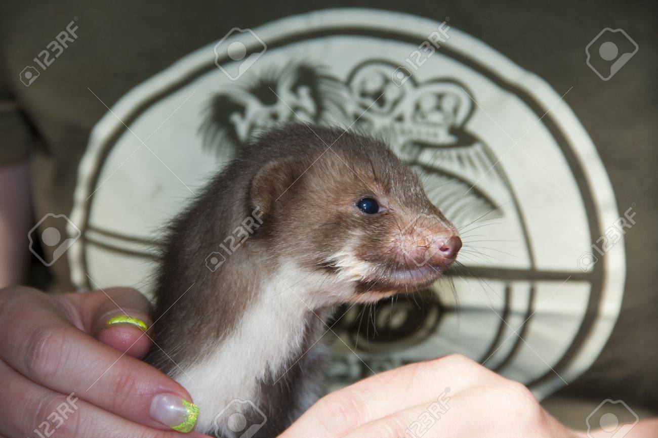 Une Fouine Martes Foina Bebe Dans Un Centre De Sauvetage De La Faune Banque D Images Et Photos Libres De Droits Image