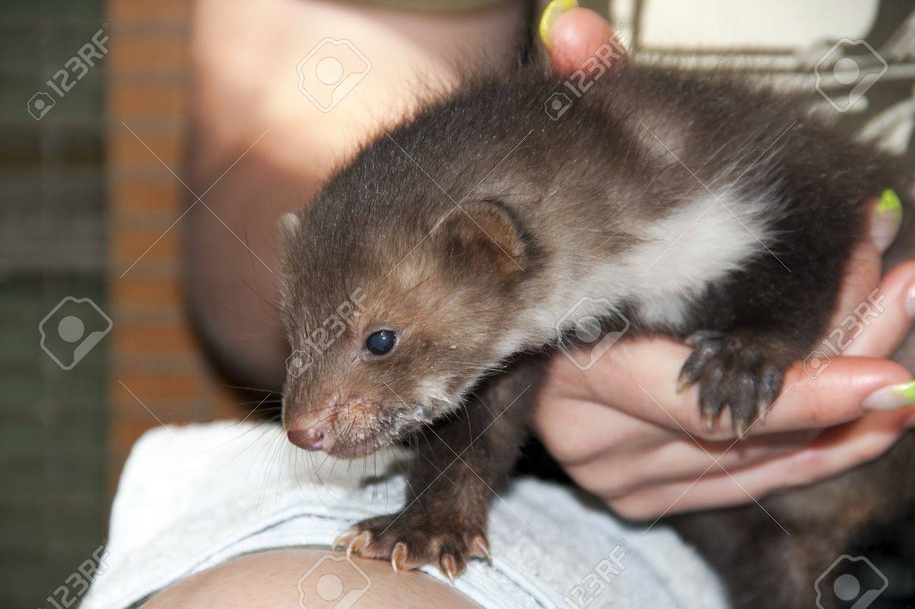 Une Fouine Martes Foina Bebe Dans Un Centre De Sauvetage De La Faune Banque D Images Et Photos Libres De Droits Image Une Fouine Martes Foina Bebe Dans Un Centre De Sauvetage De La Faune Banque D Images Et Photos Libres De Droits Image