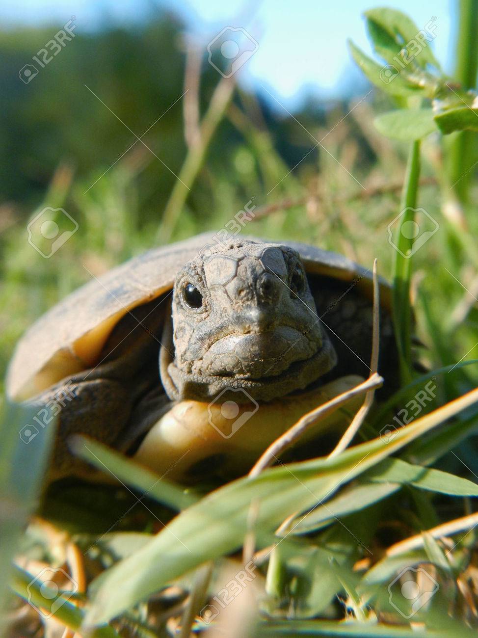 hermann s tortoise baby