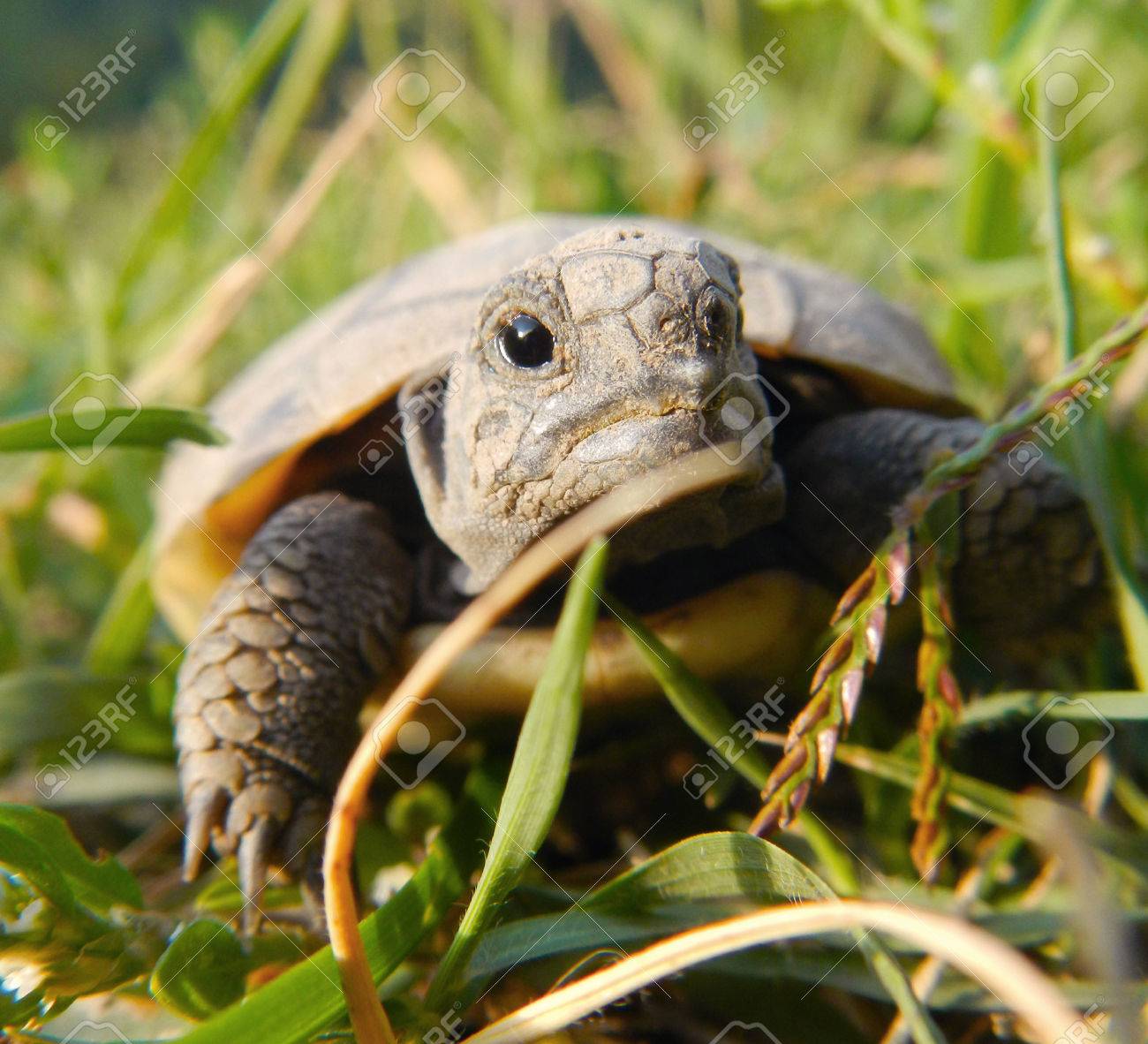 hermann s tortoise baby